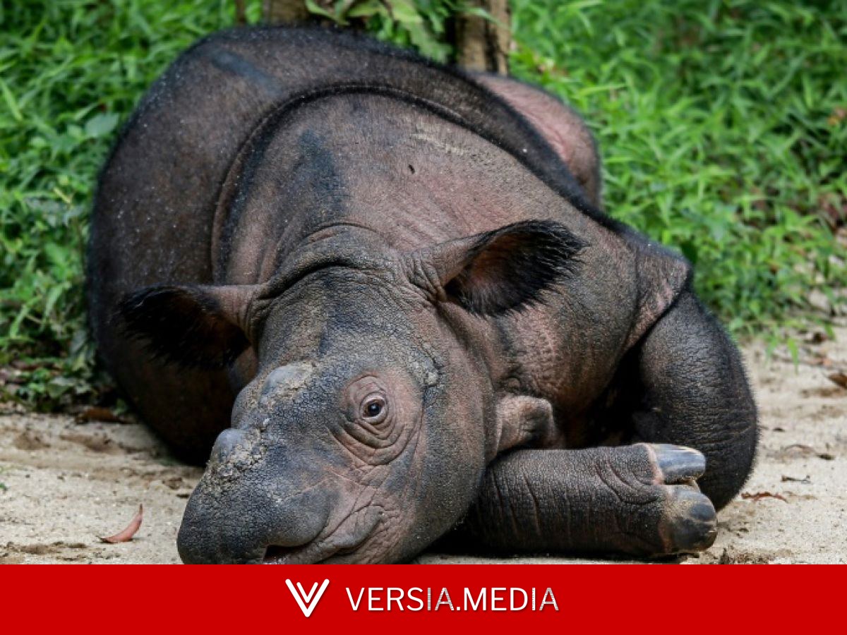 Indonésie : l'insémination artificielle pour sauver le rhinocéros de Bornéo