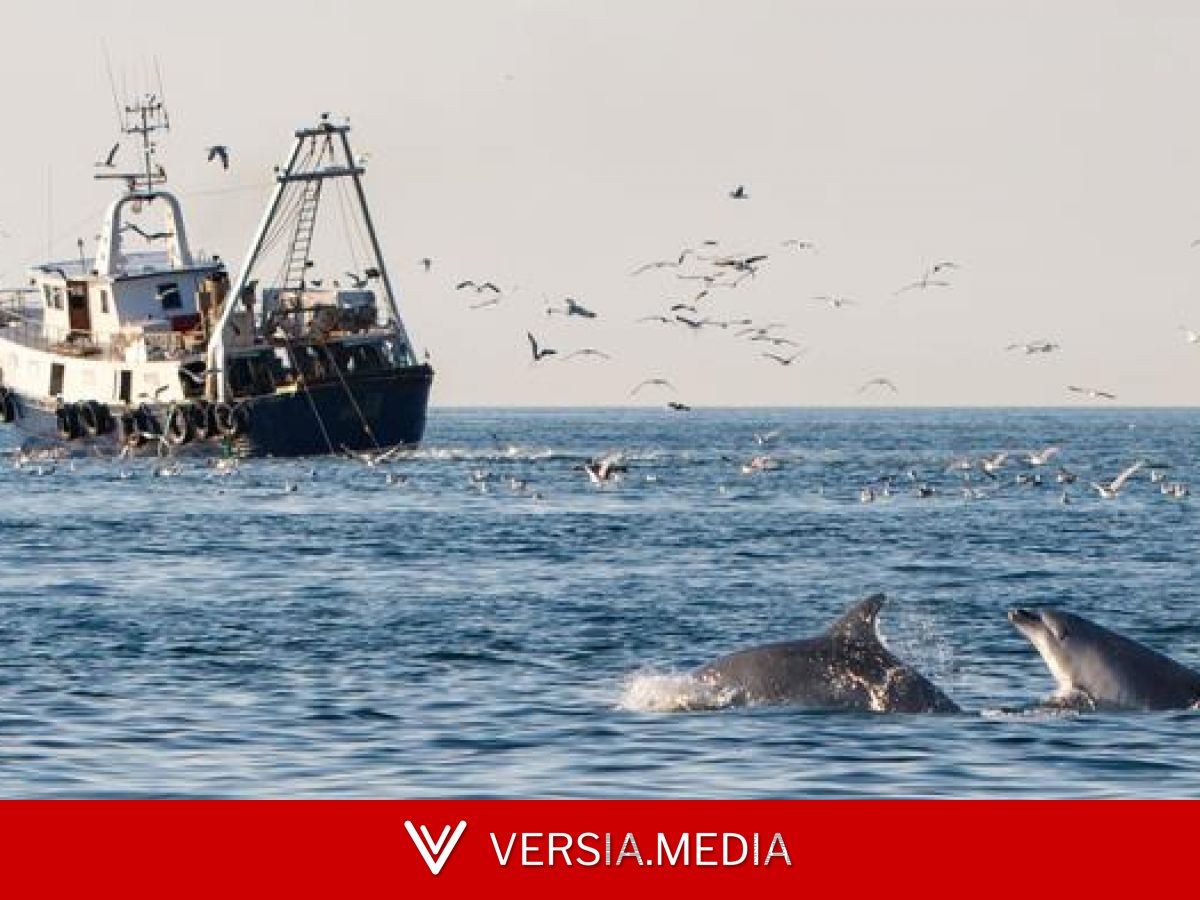 Les dauphins sont devenus dépendants du chalutage pour se nourrir