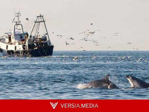 Les dauphins sont devenus dépendants du chalutage pour se nourrir