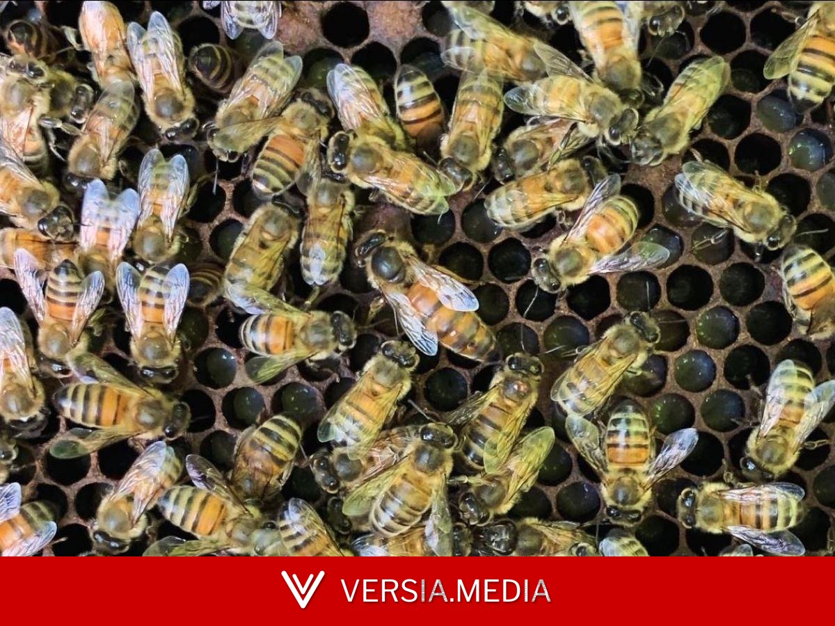 Pesticides : quand la reine des abeilles sacrifie ses oeufs
