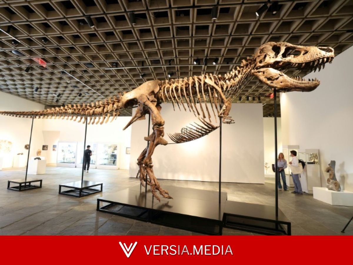 Un T-Rex parmi les mieux conservés présenté à New York avant sa vente