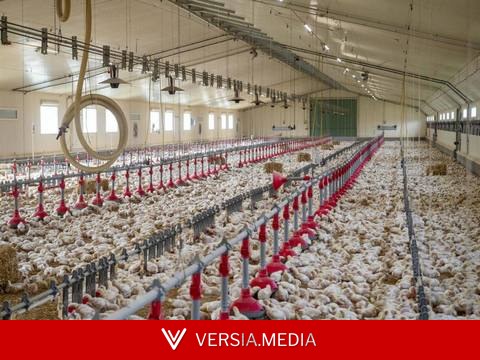 Pollution : une ONG recense les élevages en infraction, en plein examen de la loi agricole