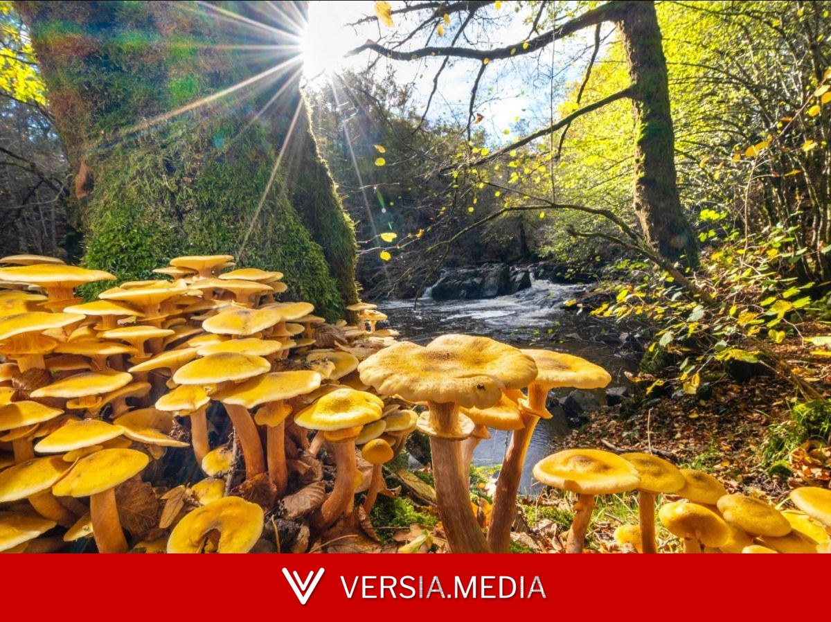 Et si les champignons n'avaient pas existé