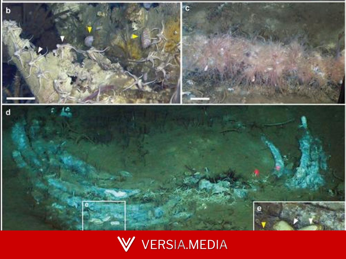 Un immense cimetière de baleines dans l'océan Indien