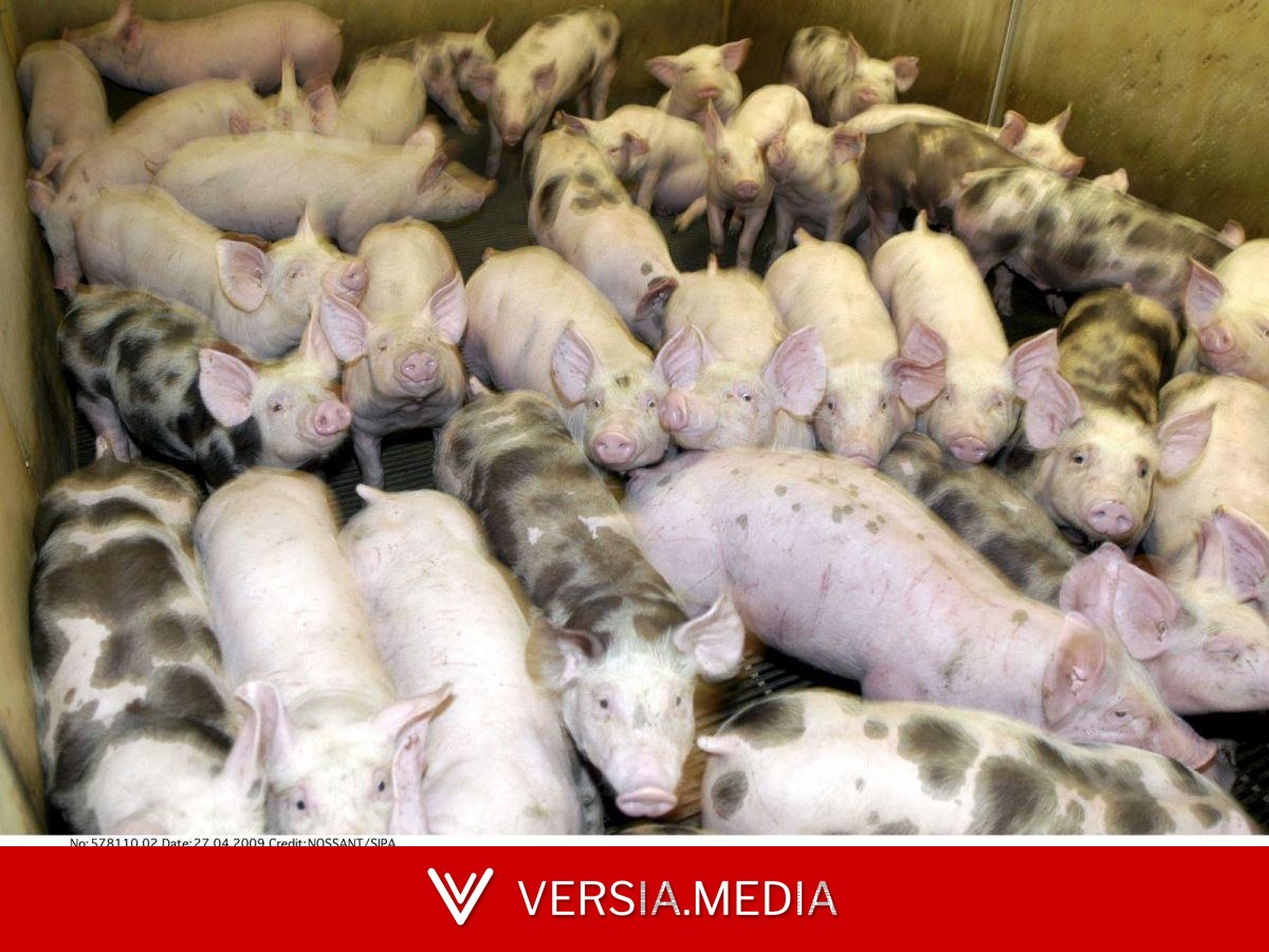 Un futur élevage d’un millier de porcs fait débat