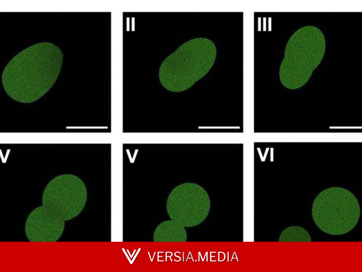 SpudCell, la cellule synthétique presque vivante
