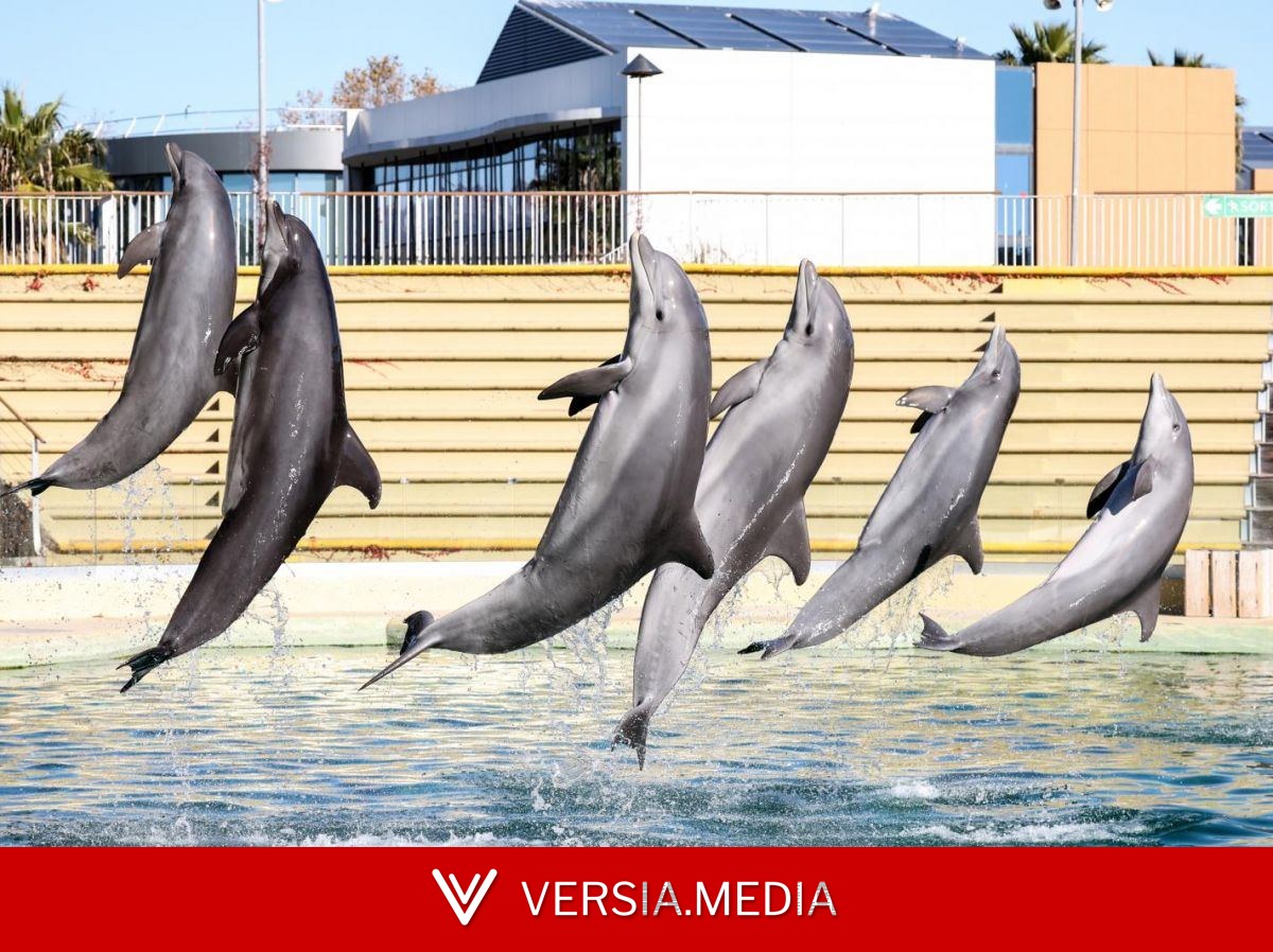 Marineland : les dauphins transférés dans un autre delphinarium