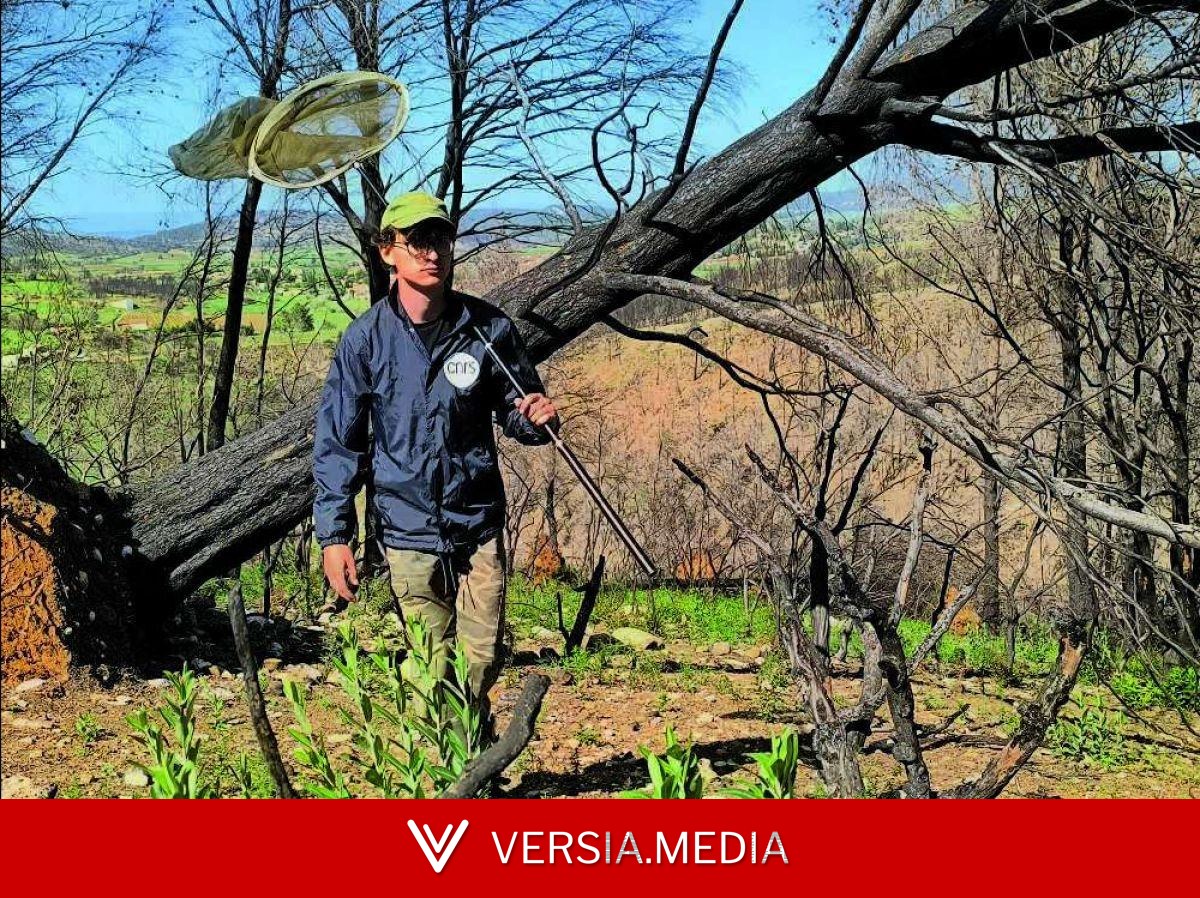 Dans l'Aude, la science au chevet des forêts incendiées