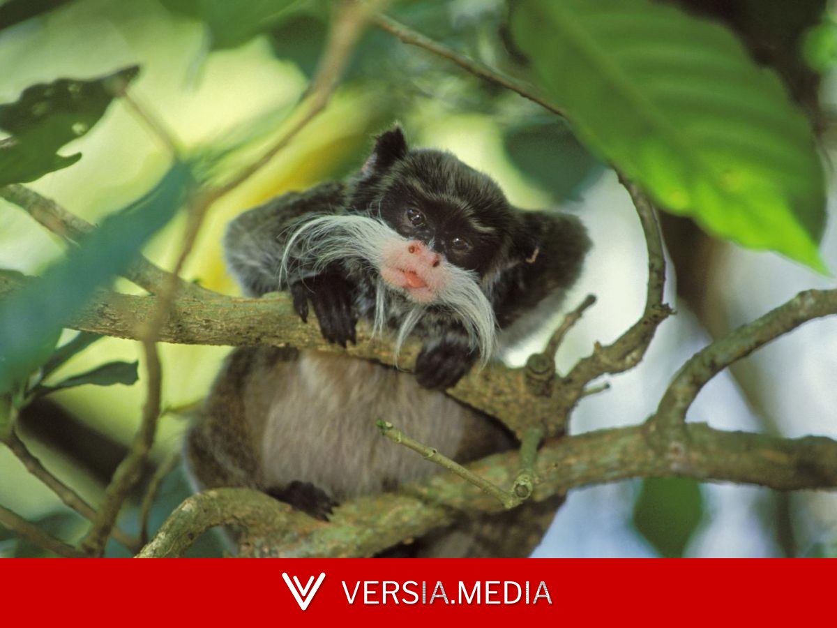 Deux bébés primates tamarins empereurs volés au zoo de La Palmyre