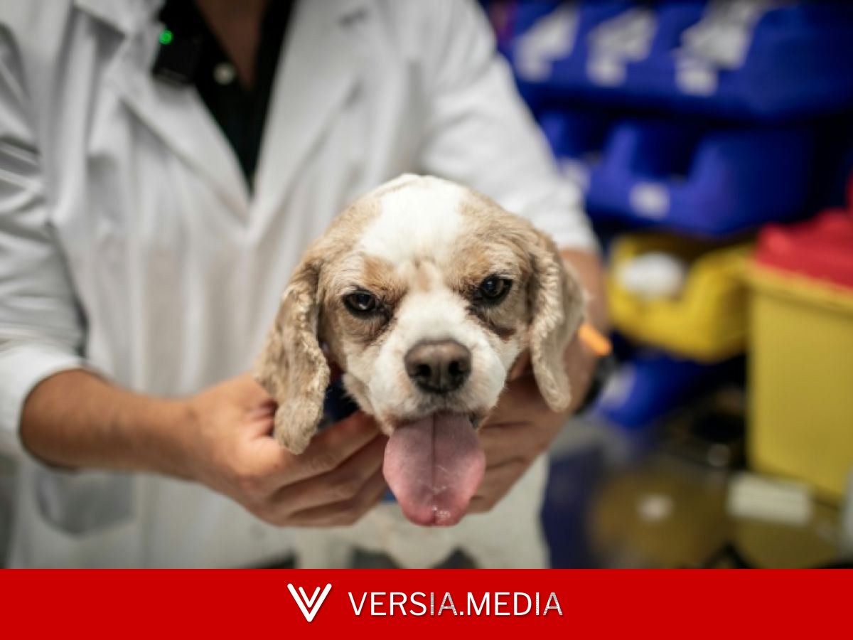 Chimios ou radiothérapies : chiens et chats soignés, eux aussi, contre le cancer