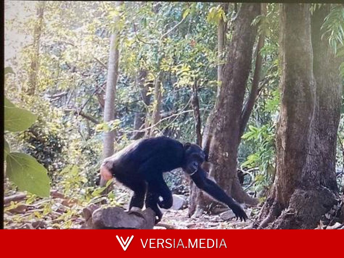 VIDEO. Comment les chimpanzés évitent les piqûres des fourmis légionnaires