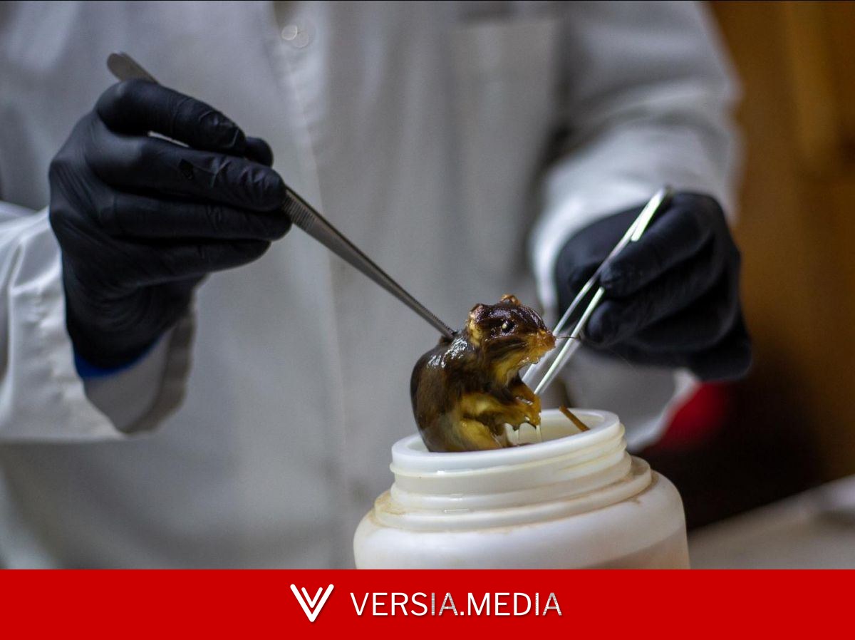 L'Argentine détecte un variant d'hantavirus en Terre de Feu