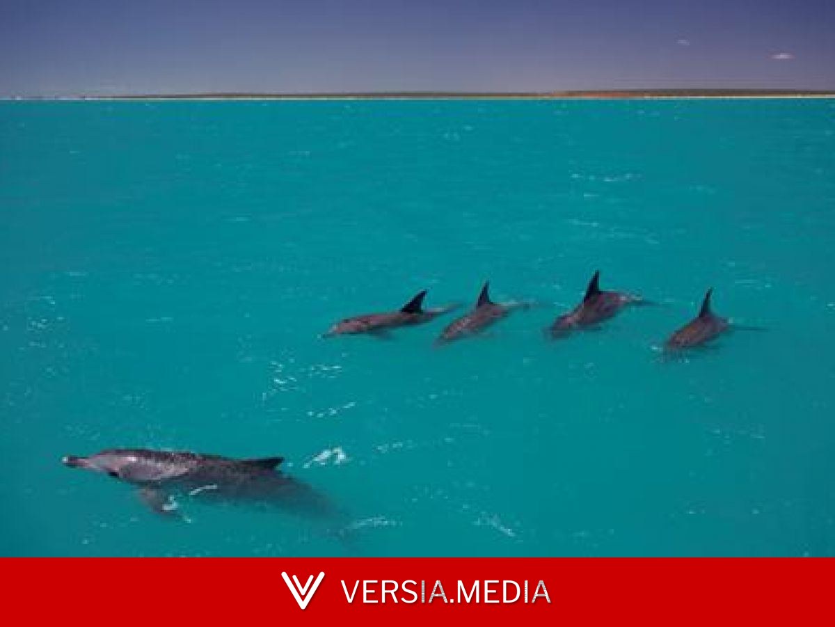 Les femelles dauphins évitent les mâles contraignants