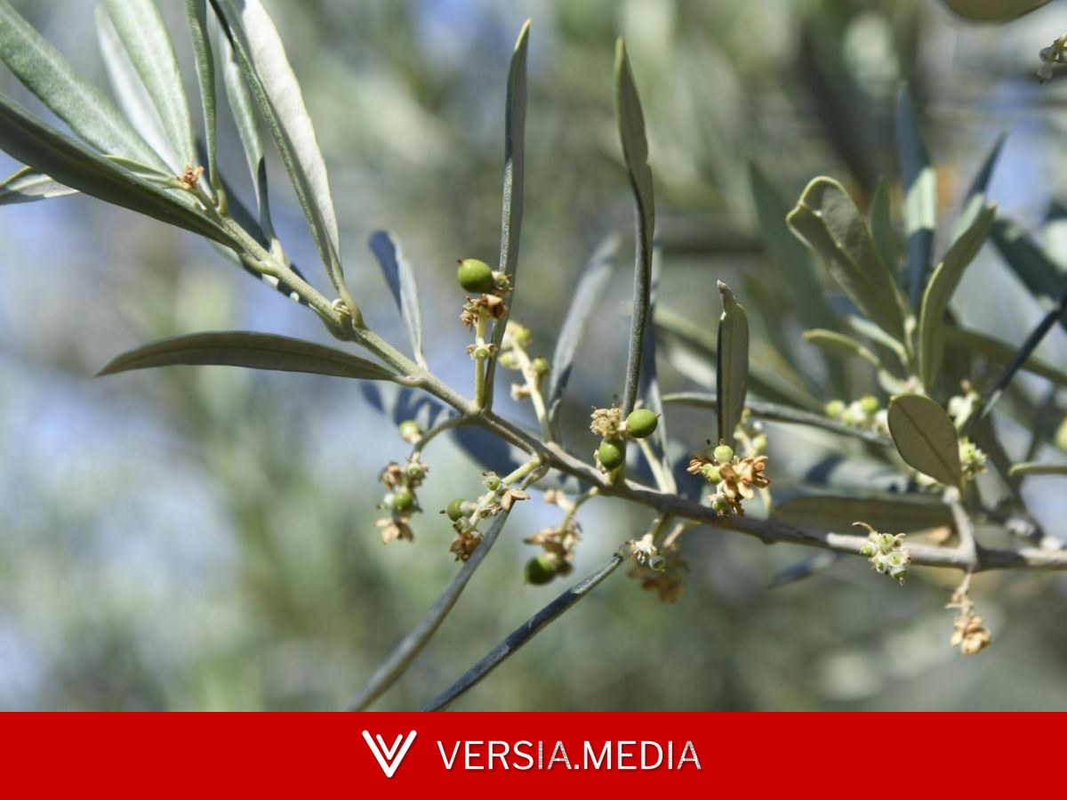 Vieux de 2250 ans, cet olivier produit encore des olives