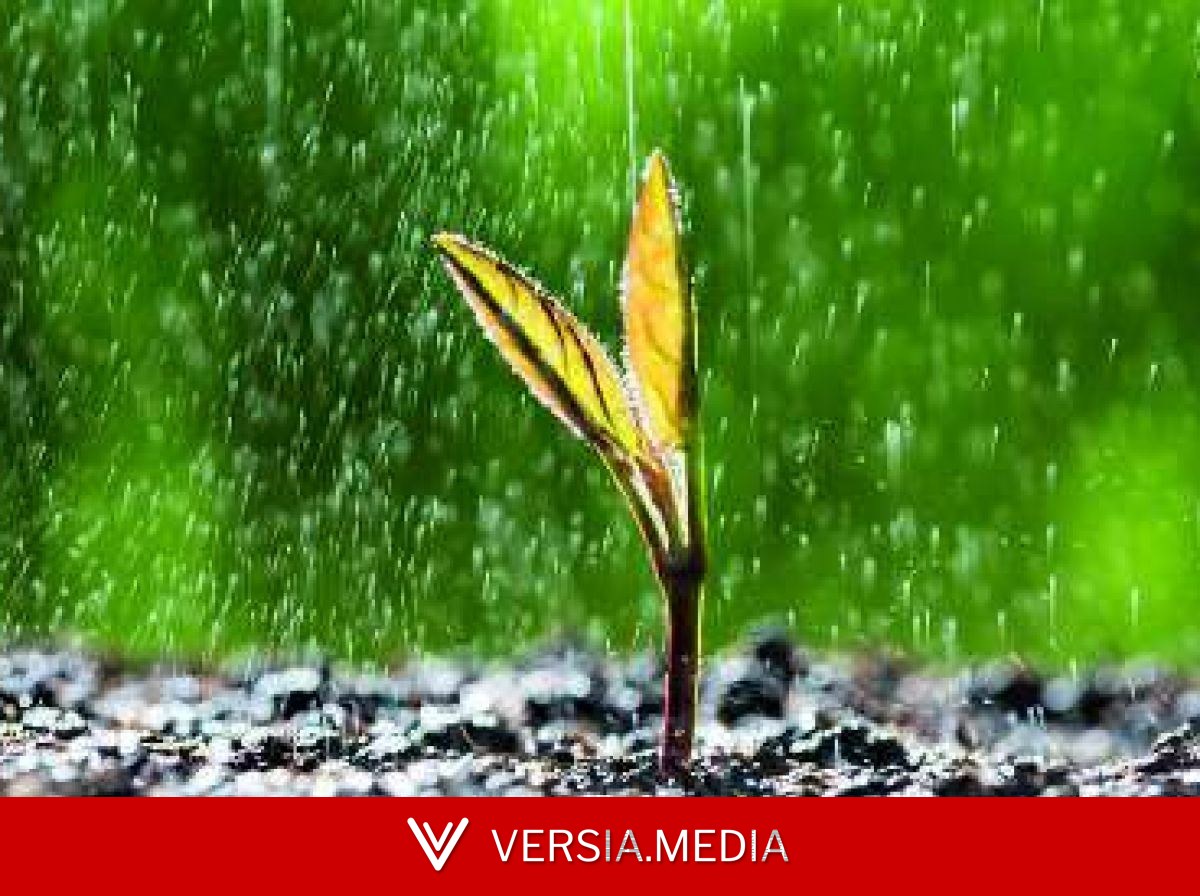 Les plantes perçoivent le son de la pluie