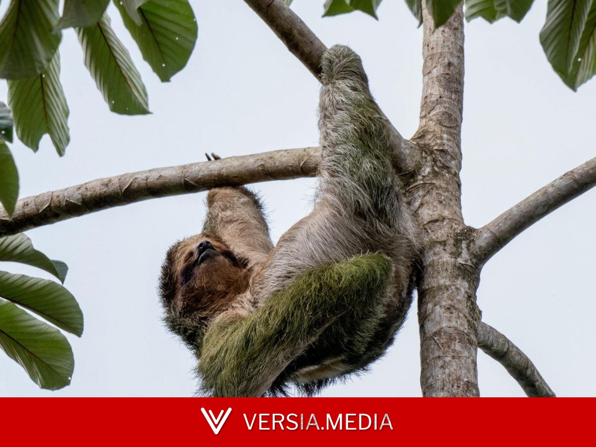 VIDEO : La lenteur des paresseux viendrait de leur ADN