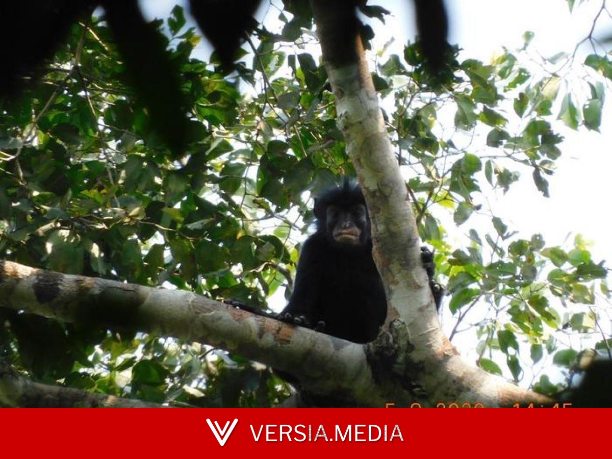 VIDEO : Une nouvelle espèce de singe découverte… et déjà menacée