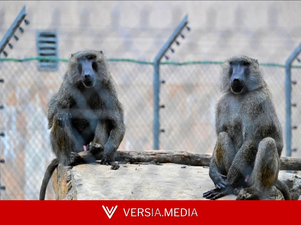 Une association demande un fonds national dédié à la retraite des animaux de laboratoire