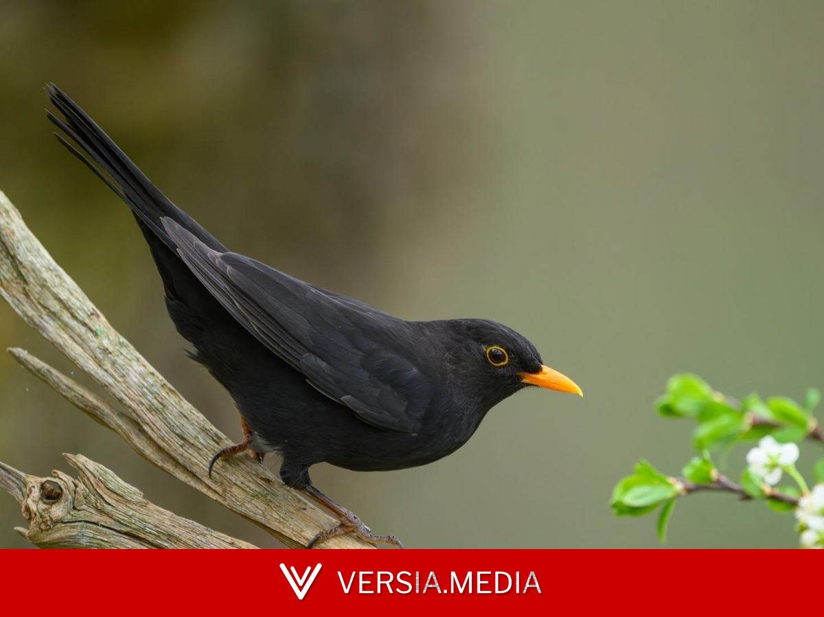 Les oiseaux ont peur des femmes