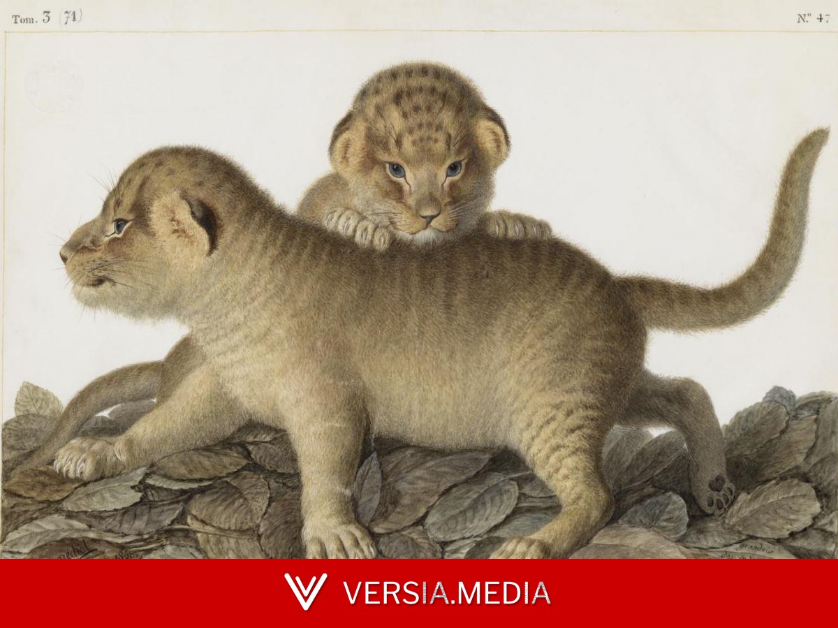 VIDEO Les vélins du muséum: une encyclopédie unique au monde